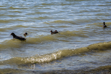 Obraz premium Birds on a Great Kierskie Lake in Poznan city in Poland