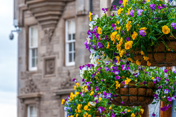 Fototapeta na wymiar Detail of colorful flowers with house wall blurred background, Edinburgh, Scotland. Concept: famous Scottish landmarks