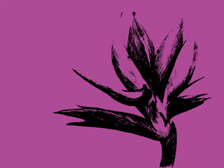 Bird of paradise (Strelitzia reginae) flower isolated on pink background. Hand drawn botanical illustration, exotic tropical plant. Graphic style design element. For greeting card, invitation, print.