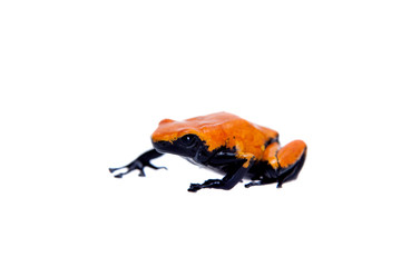 Splash-backed poison frog red-backed variant on white backgorund