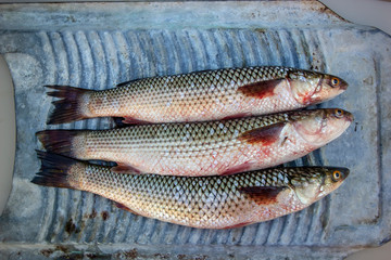 Pelengas fresh fish from the Don River