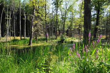 Etang