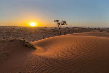 Fototapeta na wymiar Sun set behind red sand dune in the Namib Desert