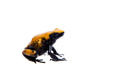 Splash-backed poison frog Yellow-backed variant on white backgorund