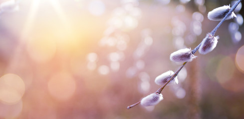 Closeup of blooming willow tree in spring on sunny bokeh  background. - obrazy, fototapety, plakaty