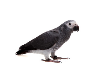 Timneh African Grey Parrot isolated on white