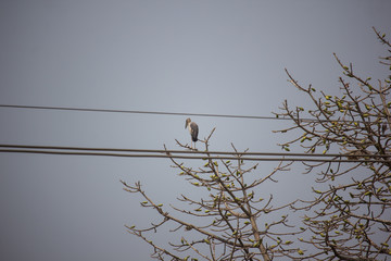 Bird and Flower of Bombax ceiba tree