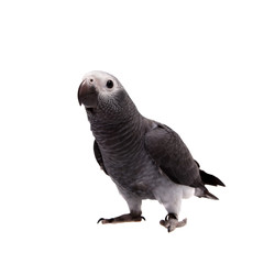 Timneh African Grey Parrot isolated on white