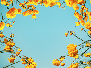 Blooming yellow cochlospermum flowers over clear blue sky.