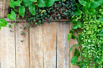 old  wood fence background  with green leaf