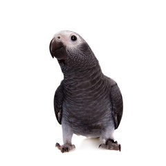 Fototapeta premium Timneh African Grey Parrot isolated on white