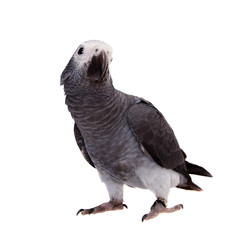 Timneh African Grey Parrot isolated on white
