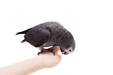 Fototapeta premium Timneh African Grey Parrot isolated on white