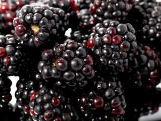 Blackbery closeup macro look isolated on white background