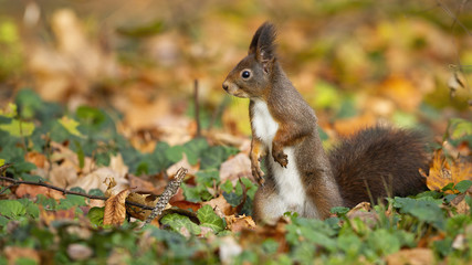 Naklejka na ściany i meble Curious red squirrel, sciurus vulgaris, keeping an eye on the autumn surroundings of the park. Adorable rodent looking for something to eat among the autumn leafs. Little creature in the nature.