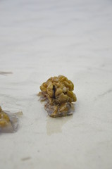 sea shell on the beach