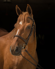 Chestnut Thoroughbred Horse Portrait