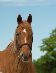 Chestnut Thoroughbred Horse Portrait brown with english bridle snaffle but looking at camera with...