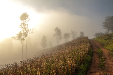 morning in the forest with fog