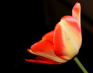 red yellow tulip on black background