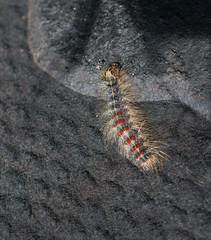Gypsy Moth Caterpillar