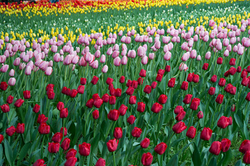 横浜公園 チューリップ