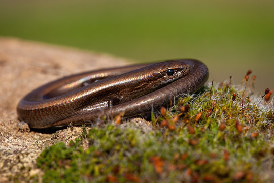 Twisted European copper skink, ablepharus kitaibeli, hiding in nature during sunny day. Wild animal at sunrise. Endemic reptile species with camouflage colors.