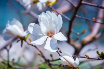Gordijnen Big delicate white magnolia flower blossom on tree branch in spring day © Olha