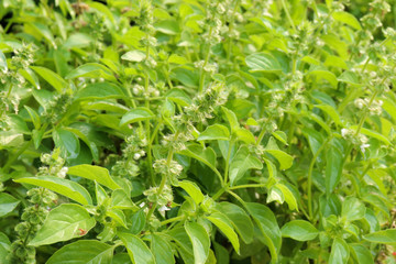 Fototapeta na wymiar Thai Lemon basil or Hoary basil or Ocimum × citriodorum.