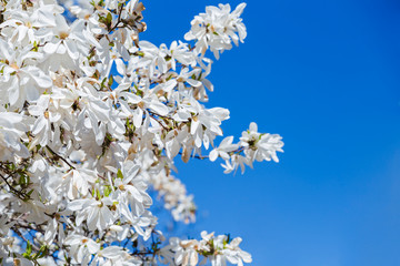 Large delicate white magnolia flowers blossoms on tree branches, background of blue sky in spring day.