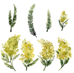 Fototapeta na wymiar mimosa yellow flowers, plants and leaves, botanical watercolor illustration