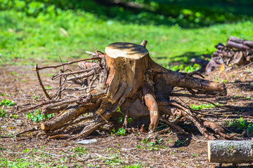 Old uprooted tree stump in forest. Dead stump torn with roots deforestation, ecology
