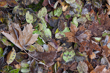Bunte Blätter, mit leichtem Frost bedeckt liegen dicht nebeneinander auf dem Waldboden