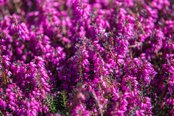 Beautiful evergreen heather Erica carnea (spring alpine heath) purple Flowers. Flowering Erica carnea pink ornamental plant.