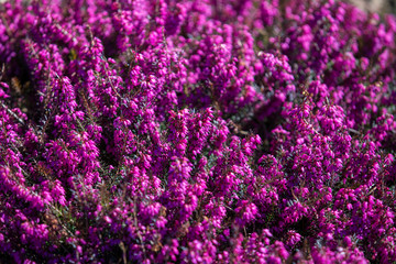 Beautiful evergreen heather Erica carnea (spring alpine heath) purple Flowers. Flowering Erica carnea pink ornamental plant.