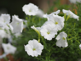 Wave white color Petunia Hybrida, Solanaceae, name flower bouquet beautiful on blurred of nature background