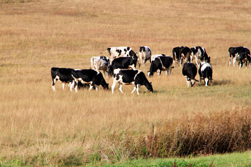 Cattle, Cow, Holstein cattle, Pasture, Lack of feed, Dermbach, Thuringia, Germany, EuropeThuringia, Germany, Europe