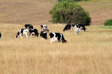Cattle, Cow, Holstein cattle, Pasture, Lack of feed, Dermbach, Thuringia, Germany, EuropeThuringia, Germany, Europe