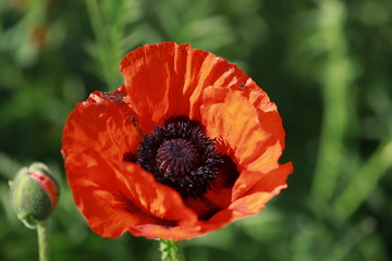 red poppies in the garden , poppy bushes, gardening- a favorite pastime of grandmothers