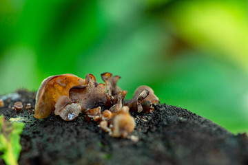 Close-up of natural fungi on the old tree stump.