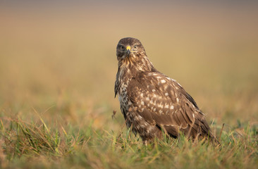 Common buzzard (Buteo buteo) close up