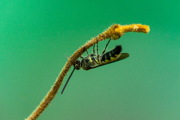 Close-up of a small insect on the top of a tree and a green background