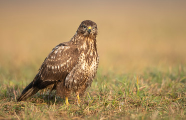 Common buzzard (Buteo buteo) close up