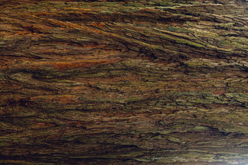 Redwood tree bark texture