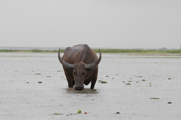 Lonely sulky water buffalo in wetland