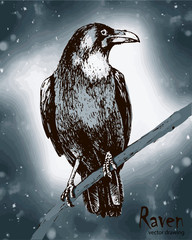 Hand drawn black raven sitting on a branch vector drawing