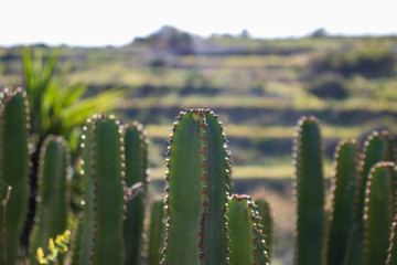 tall cacti cactus bushes succulents Cleistocactus samaipatanus Cactus in red sand in botanical garden outside in desert