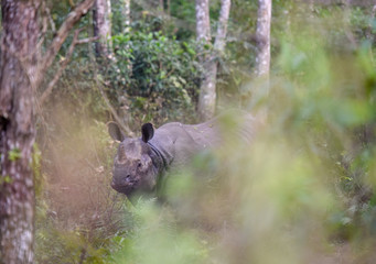 Rhino in the wild of Chitwan national park on Nepal