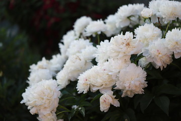 pink white delicate fluffy peonies in the garden near the house, refreshing aroma of natural flowers , flowers from the flowerbed