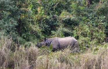 Naklejka na ściany i meble Rhino in the wild of Chitwan national park on Nepal